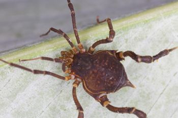 Media type: image;   Invertebrate Zoology 140068